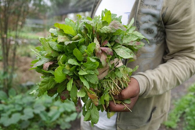The City Green Exploring the Urban Eco Reserve of Xochimilco - Family-Style Meal Made from Local Ingredients