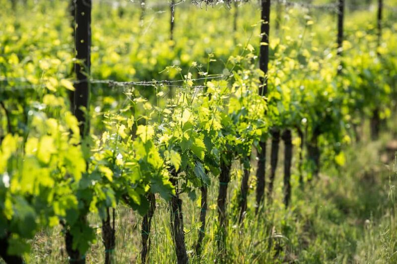 The Count's memories - AGED AND SUPERTUSCAN WINE TASTING IN TORRITA - The Barrel Cellar: A Sanctuary for Matured Wines