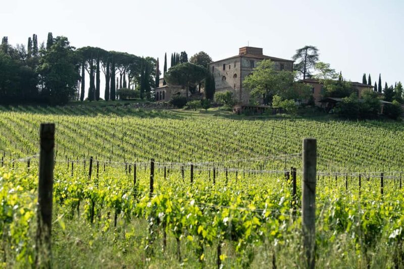 The Count's memories - AGED AND SUPERTUSCAN WINE TASTING IN TORRITA - Olive Oil Tasting: Savoring the Estate’s Extra Virgin Olive Oil