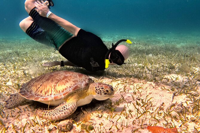 The Cozumel Turtle Sanctuary Snorkel Tour - Starting Point and Tour Duration in Cozumel