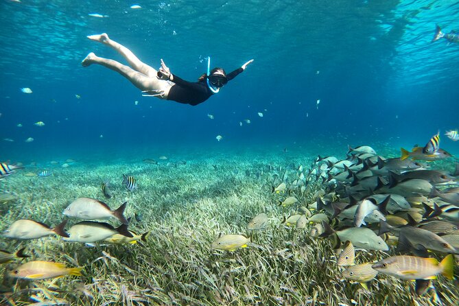 The Cozumel Turtle Sanctuary Snorkel Tour - Pacing and Experience Balance