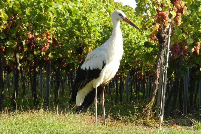 The Emblematic: visit of villages, Haut-Koenigsbourg, Wine tasting - Practical Details and Accessibility