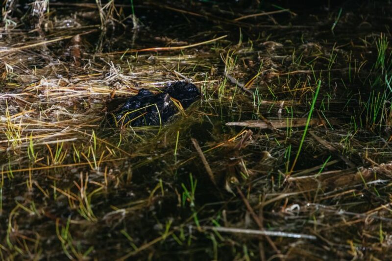 The Everglades: 1-Hour Airboat Night Tour - The Role of the Exhibit Area in the Overall Tour