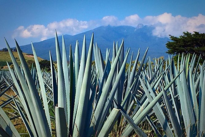 The Fire TOUR - Pyramids, Volcanoes, Agaves & Tequila - Guides Known for Knowledge and Friendliness