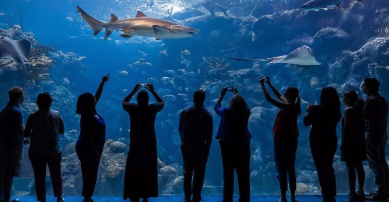 The Florida Aquarium Ticket - Key Points
