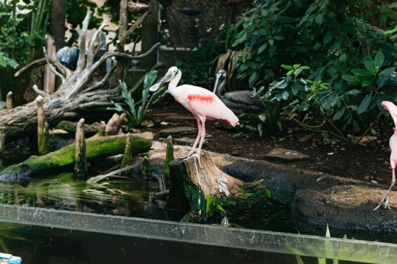 The Florida Aquarium Ticket - Conservation and Education: More Than Just an Aquarium