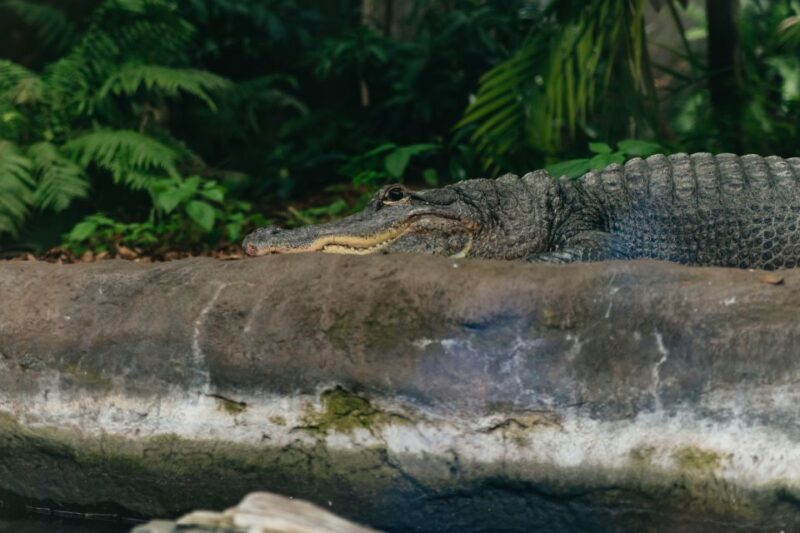 The Florida Aquarium Ticket - Suitable Visitors for The Florida Aquarium