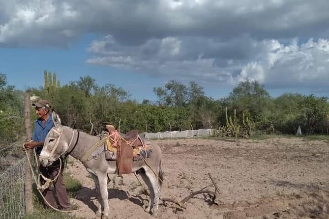 The forgotten minning towns of Baja Sur - Los Barriles’ Coastal Charm and Outdoor Activities