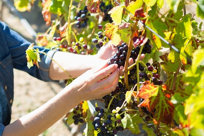 The Grape Escape: Troodos Mountains thru Wine Small Group Tour 6hrs - Cultural and Historical Sites Along the Route