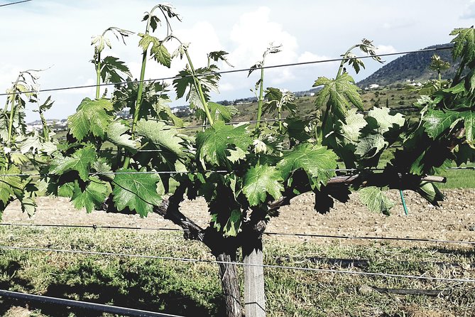 The Grape Escape: Troodos Mountains thru Wine Small Group Tour 6hrs - The Guide and Small Group Experience