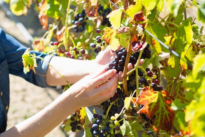 The Grape Escape: Troodos Mountains thru Wine Small Group Tour 7hrs - Traditional Meze Lunch with Drinks