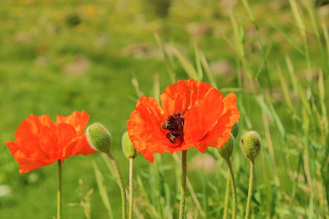 The Great Beauty of Armenia: 7-Day Culture and Cuisine Tour - Discovering Armenia’s Cave Towns and the Longest Cable Car Ride