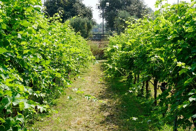 The history of Amarone: tour and vertical tasting of 3 decades - Guided by Experts with Passion and Knowledge
