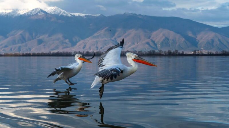 The Island of the Snakes - Golem Grad - Key Points