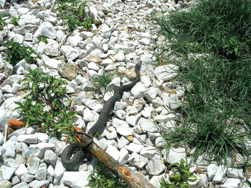 The Island of the Snakes - Golem Grad - The Guides Role in Unveiling Golem Grad’s Secrets