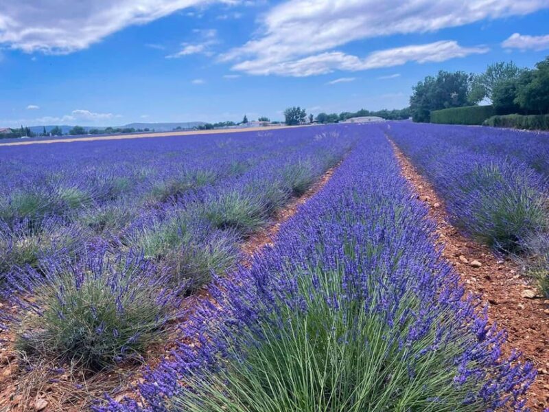 The lakeside panoramic tour: Guided electric scooter rides - The Guide and Group Dynamics