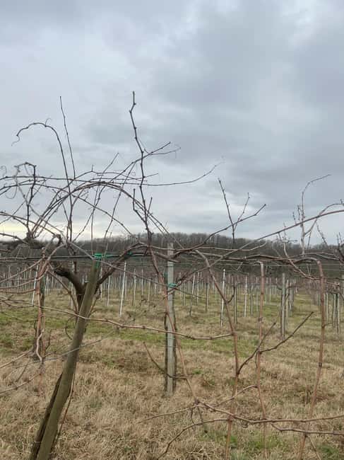 The Lamone Forest: among brigands and charcoal burners - The Life of Charcoal Burners in the Forest