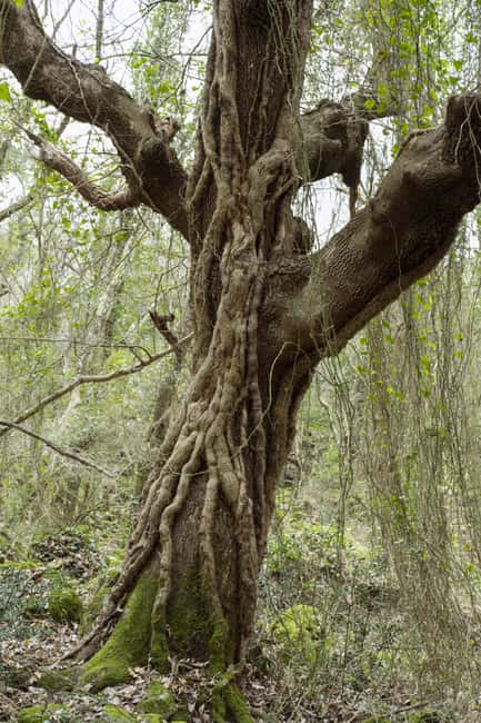 The Lamone Forest: among brigands and charcoal burners - Practical Details and Booking Flexibility