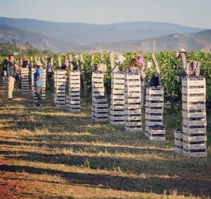 The largest winery in Montenegro: private tour & transport - Key Points