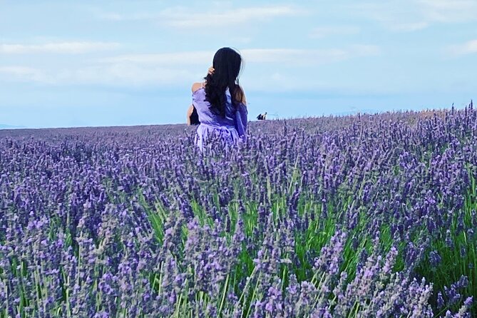 The Lavender tour from marseille or aix en provence - Explore Provence’s Lavender Fields in a Private Tour from Marseille or Aix en Provence