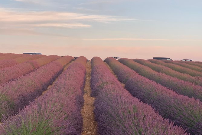 The Lavender tour from marseille or aix en provence - Key Points