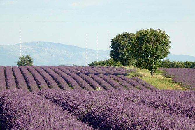 The Lavender tour from marseille or aix en provence - Optional Visit to the Lavender Museum