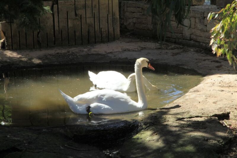 The Limestone Heritage Park and Gardens (Entry Ticket) - Meet Farm Animals and Relax in Citrus Gardens