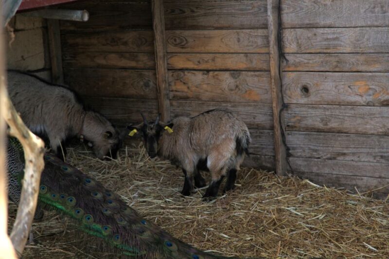 The Limestone Heritage Park and Gardens (Entry Ticket) - How This Tour Compares to Similar Experiences