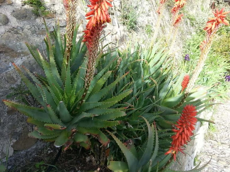 The Magic of the French Riviera: Full-Day Guided Tour - Charm and Artistic Inspiration in Saint-Paul-de-Vence