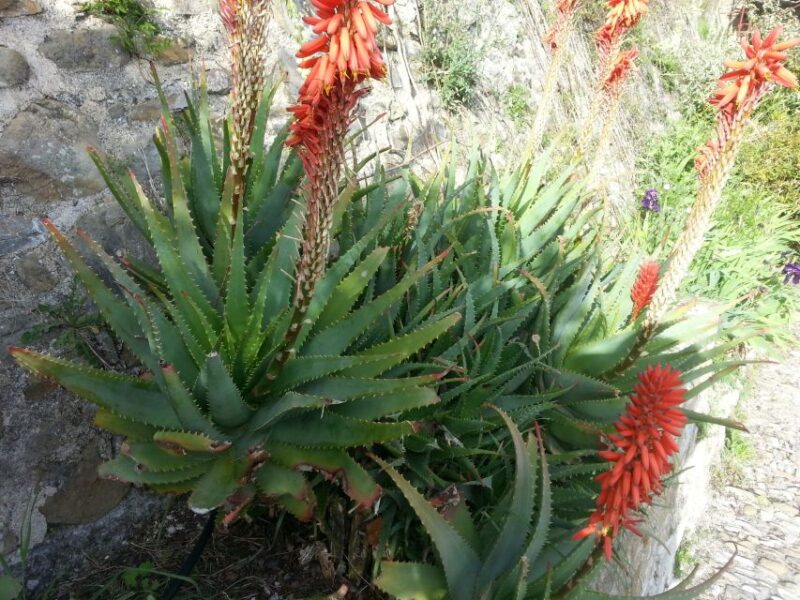 The Magic of the French Riviera: Full-Day Guided Tour - Practical Details and Tour Logistics