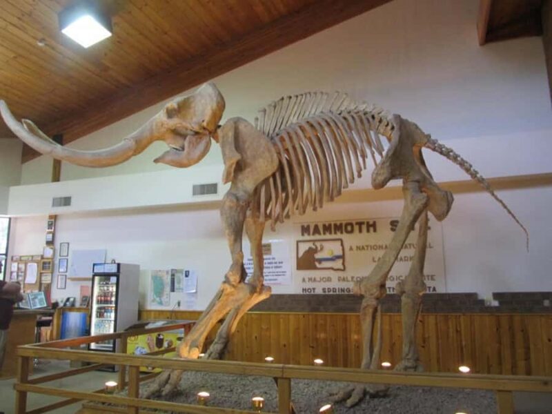 The Mammoth Site of Hot Springs General Admission Ticket - Dive into Ice Age Exhibits in the Joe Muller Exhibit Hall