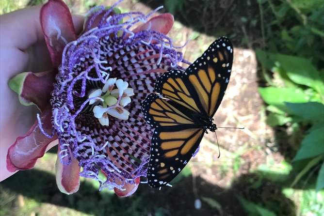 The Maui Butterfly Farm Tour - Convenient Location and Booking Details