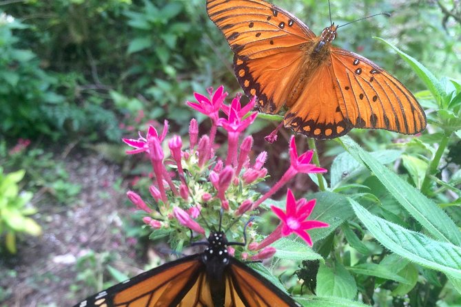 The Maui Butterfly Farm Tour - The Sum Up: A Delightful, Educational Encounter with Maui’s Butterflies