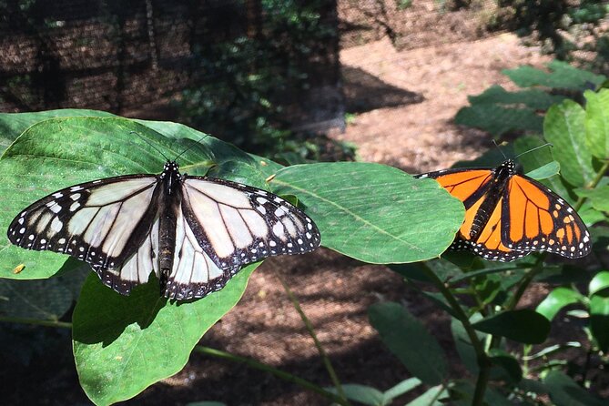 The Maui Butterfly Farm Tour - Frequently Asked Questions
