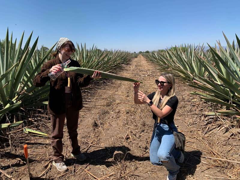 The Mezcal Journey - Full Access to the Artisanal Distillery Process