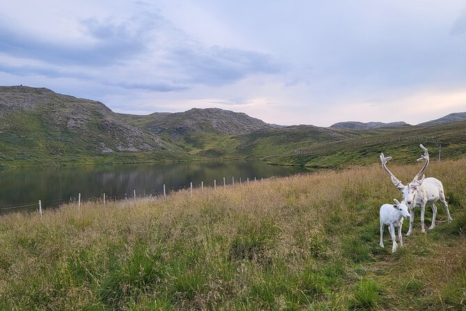 The North cape and the King crab - Explore the Arctics Iconic North Cape and King Crab Show for $168.26