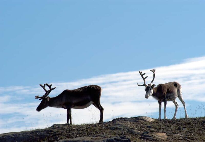 The North Cape Midnight Tour - The North Cape Midnight Tour: A Unique Arctic Adventure in Norway