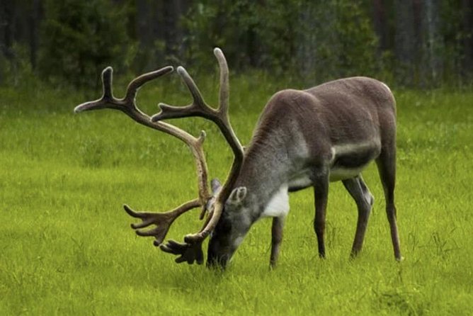 The North Cape, Reindeer and Sami Families Tour - Departure Point and Tour Timing at Honningsvåg