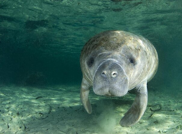 The 'OG' Manatee Snorkel Tour with In-Water Guide/Photographer - Key Points