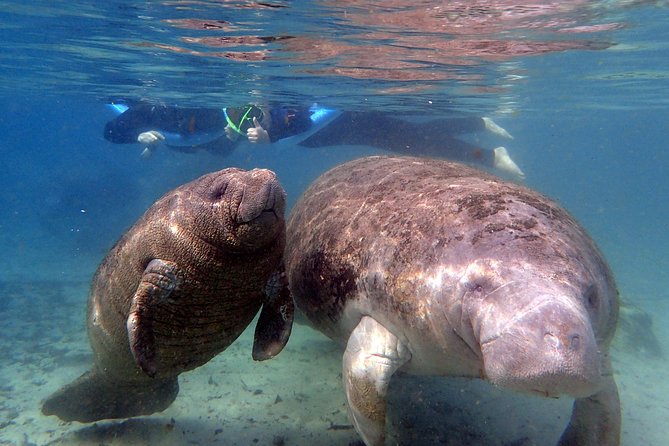 The 'OG' Manatee Snorkel Tour with In-Water Guide/Photographer - Meeting at River Ventures: Starting Your Crystal River Adventure