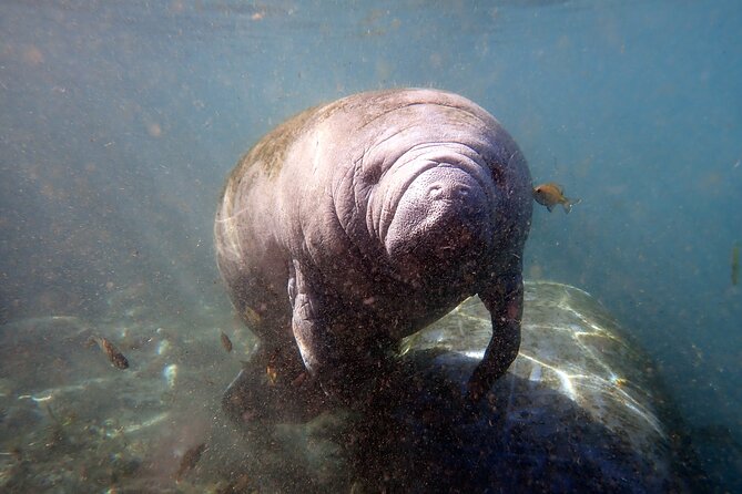 The 'OG' Manatee Snorkel Tour with In-Water Guide/Photographer - Guides and Crew: Knowledgeable, Friendly, and Attentive