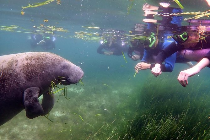 The 'OG' Manatee Snorkel Tour with In-Water Guide/Photographer - The Photography Experience: HD Images of Your Encounter