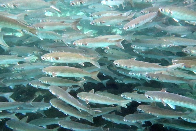 The 'OG' Manatee Snorkel Tour with In-Water Guide/Photographer - Post-Tour Relaxation: Souvenirs, Coffee, and Cocoa