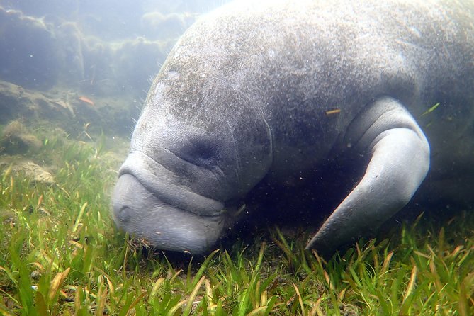 The 'OG' Manatee Snorkel Tour with In-Water Guide/Photographer - Practical Tips for a Smooth Experience