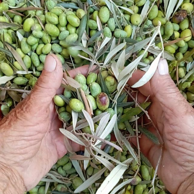 The Olive Oil Experience @ Lefkada Micro Farm - Comparing the Value of the Olive Oil Experience