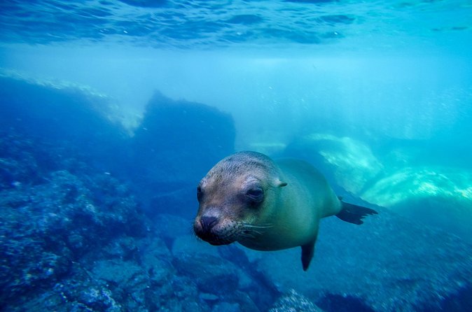 The only Natural Space Dolphin Encounter in Cabo Optional Pickup! - The Educational and Photographic Aspects of the Tour