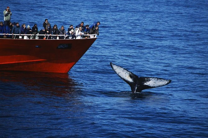 The Original Classic Whale Watching from Reykjavik - Discover Iceland’s Marine Wildlife on the Classic Whale Watching Tour from Reykjavik
