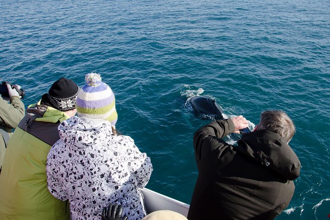 The Original Classic Whale Watching from Reykjavik - Key Points