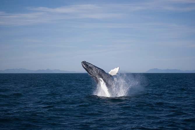 The Original Classic Whale Watching from Reykjavik - The Experience Onboard: Comfort and Safety