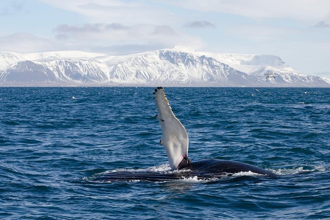 The Original Classic Whale Watching from Reykjavik - What Happens if No Whales Are Seen?